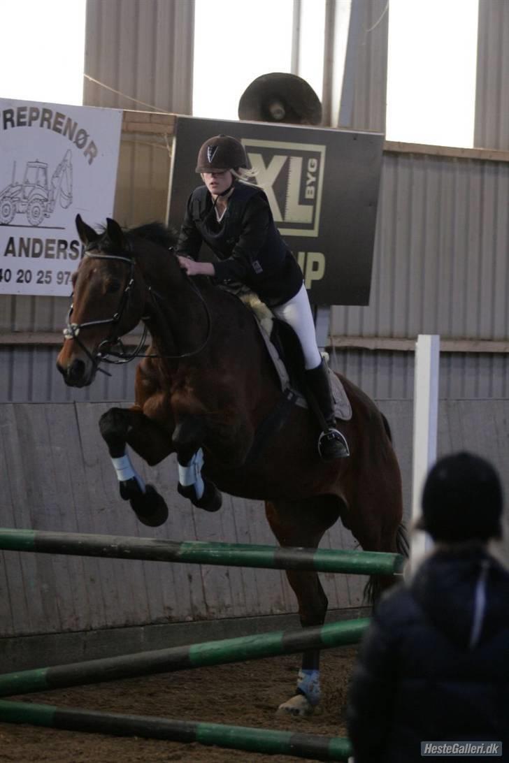 Hollandsk Varmblod Orlando "Olle" -maria billede 5