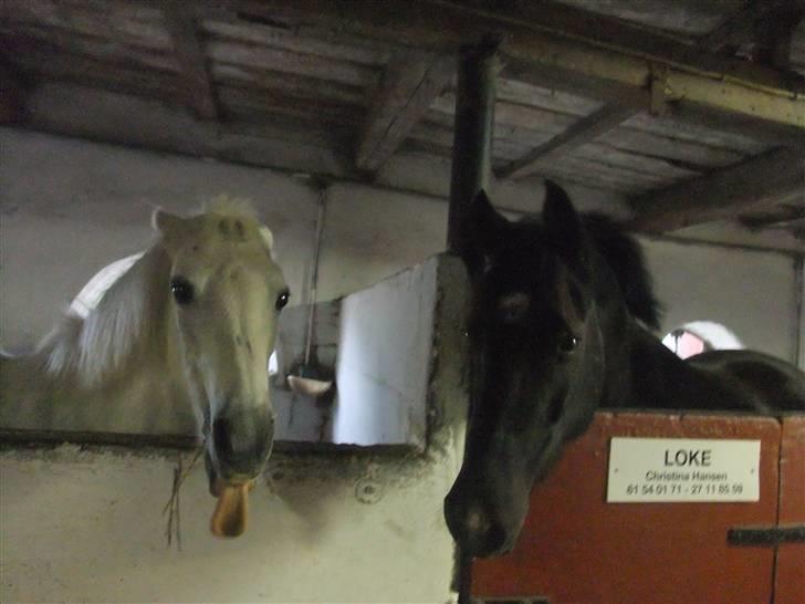 New Forest montana - Min savnede gamle Viki(R.I.P) og Monne! :-) billede 5