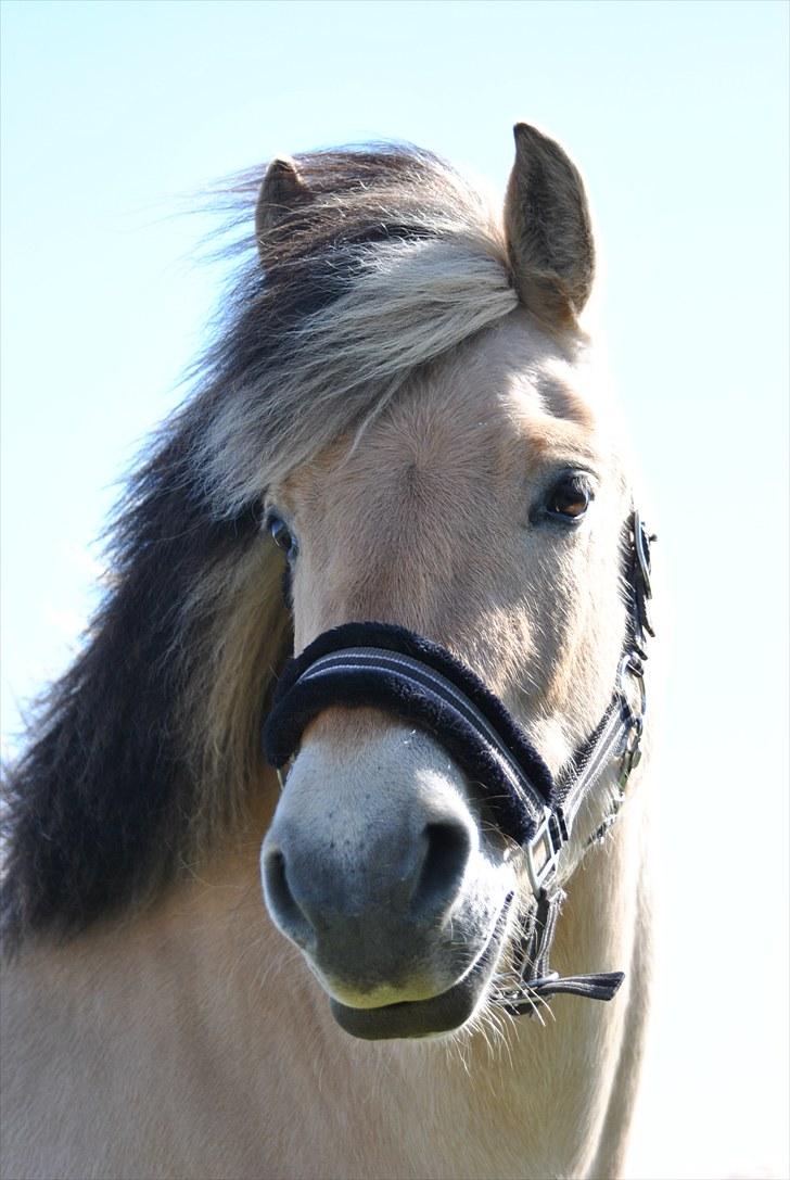 Fjordhest Estrid Fjord - Min fjolle pegasus :D billede 2