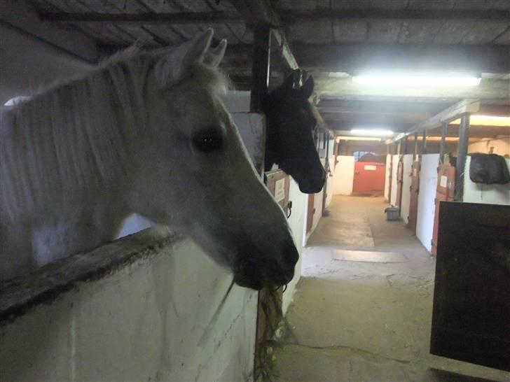 Anden særlig race I WIL LOVE YOU 4-EVER!!!! - dette billdede blev taget i stalden dagen før hun blev aflivet ;( det er montana man kan se bag hende :) billede 10