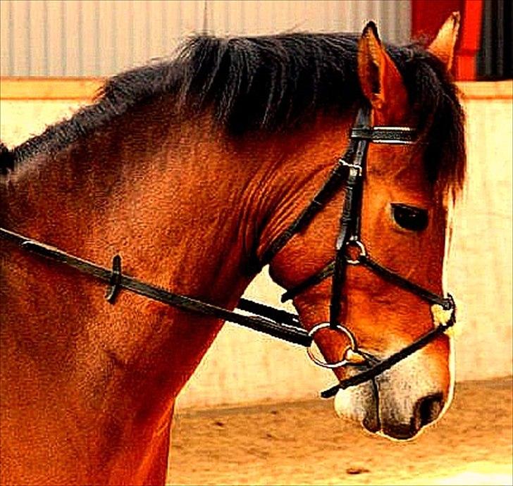 New Forest Egeballes Petroleum solgt <3 billede 4