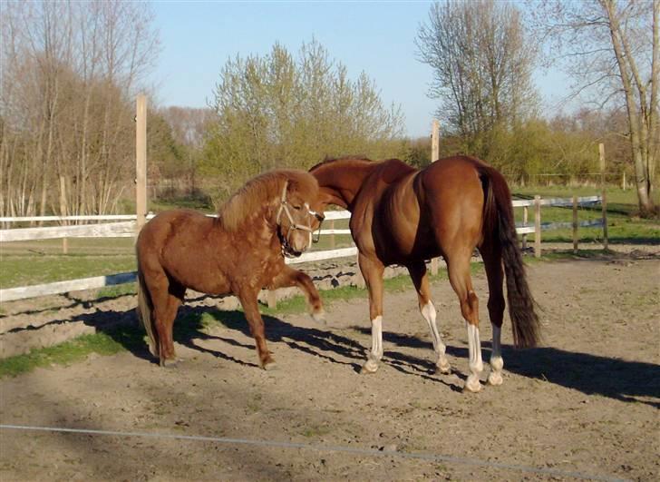 Islænder Fjölvi  billede 2