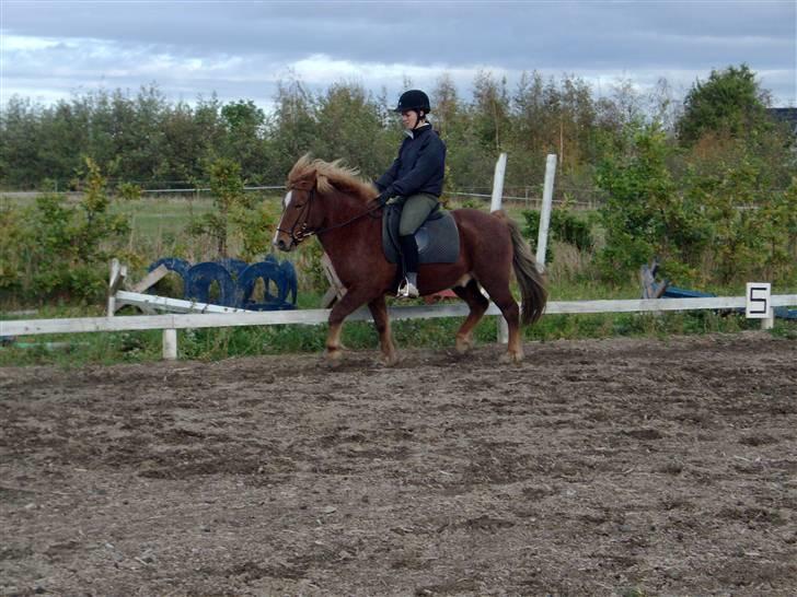 Islænder Fjölvi  billede 3