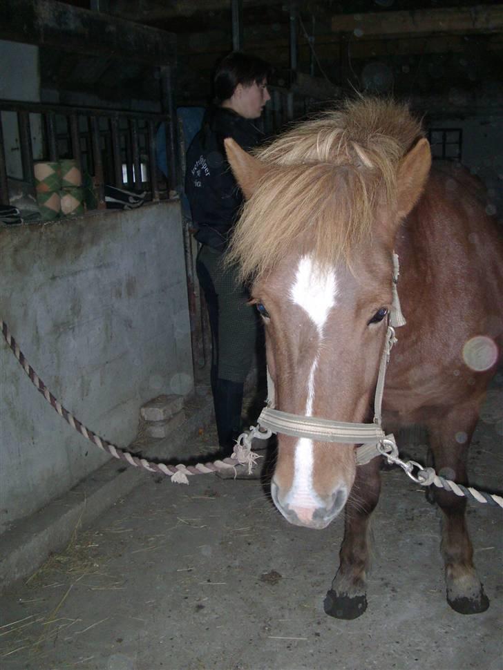 Islænder Fjölvi  billede 4