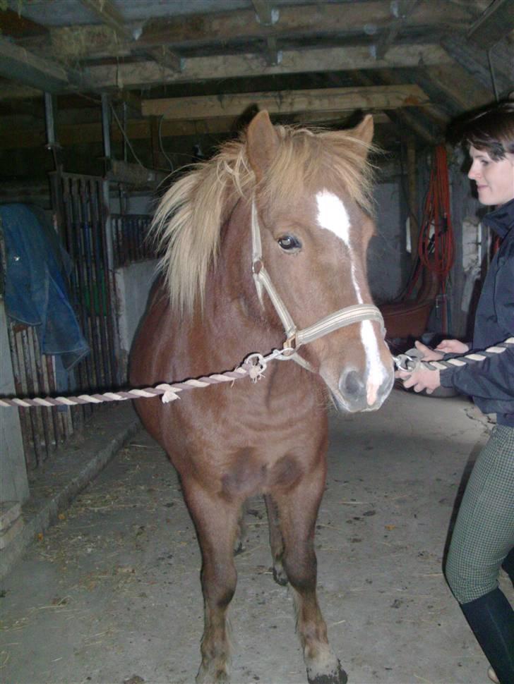 Islænder Fjölvi  billede 5