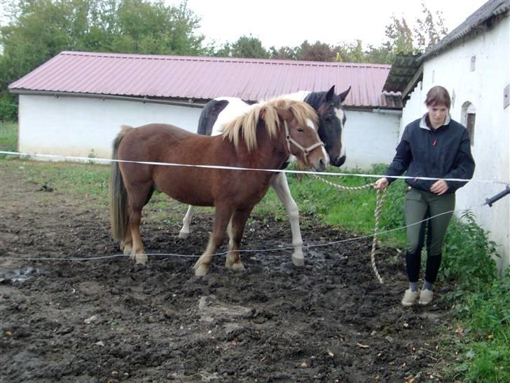 Islænder Fjölvi  billede 6