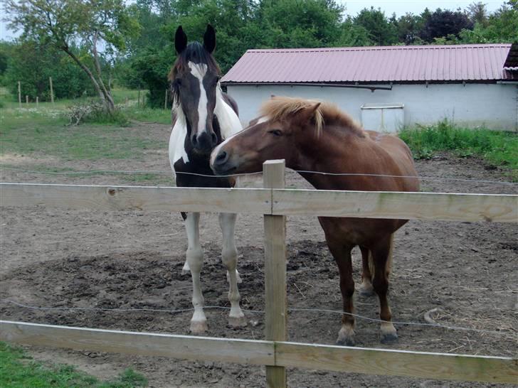Islænder Fjölvi  billede 7