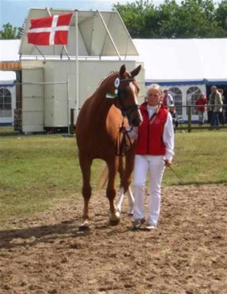 Dansk Varmblod Kasandra Ditlev - 4 år billede 3