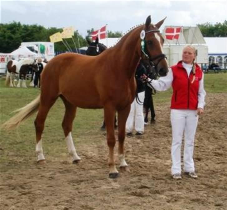 Dansk Varmblod Kasandra Ditlev - 4 år billede 4