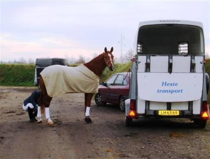 Dansk Varmblod Kasandra Ditlev - 4 1/2 år  Stævne Hjallerup 1. stævne billede 5