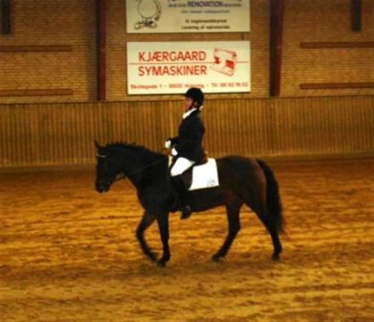 New Forest Bukholts Apollo - Apollo med hans nuværende rytter... den 7. rytter han "laver" billede 7