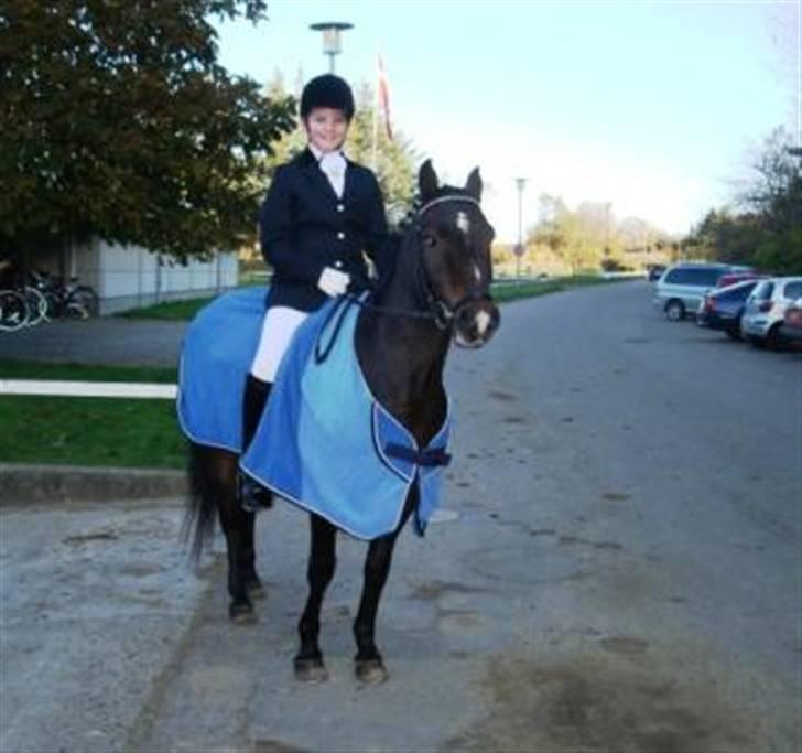 New Forest Bukholts Apollo - Apollo med hans nuværende rytter... den 7. rytter han "laver" billede 8