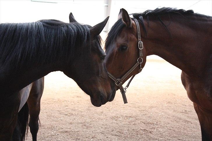Anden særlig race Thyra - Snakke med Franko! ;) Dejlig heste!<3 billede 14