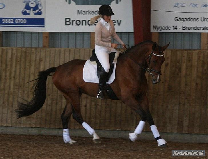 Oldenborg Melou af Vesterbækgård - galop billede 8