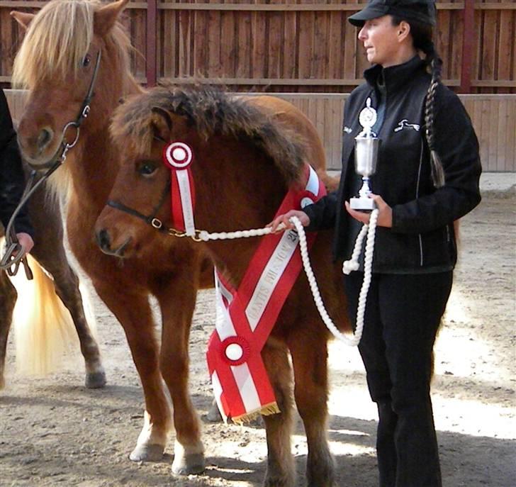 Islænder Ægir fra Toftdal - Ganti-Klubbens Bedste følhingst og skal nu med til Eliteføl show på Fyn til februar billede 11