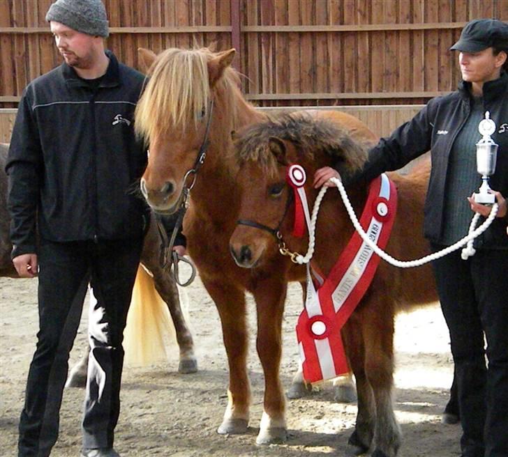 Islænder Ægir fra Toftdal - Ganti-Klubbens Bedste følhingst og skal nu med til Eliteføl show på Fyn til februar billede 12