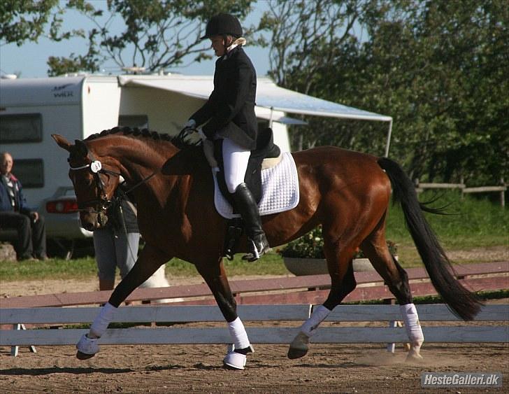 Oldenborg Melou af Vesterbækgård - stævne billede 12