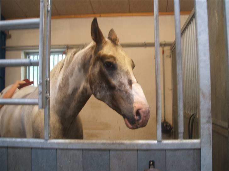 Anden særlig race leifi - heeejsa! velkommen til min profil:D er jeg ikke bare elegant?:D billede 1