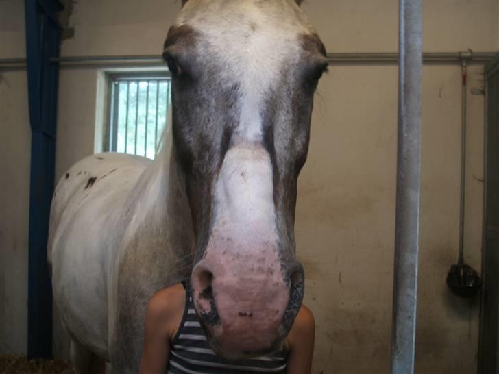 Anden særlig race leifi - krop med leifi hoved:D billede 2