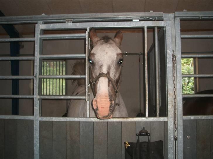 Anden særlig race leifi billede 6