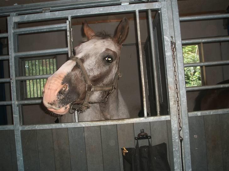 Anden særlig race leifi billede 7