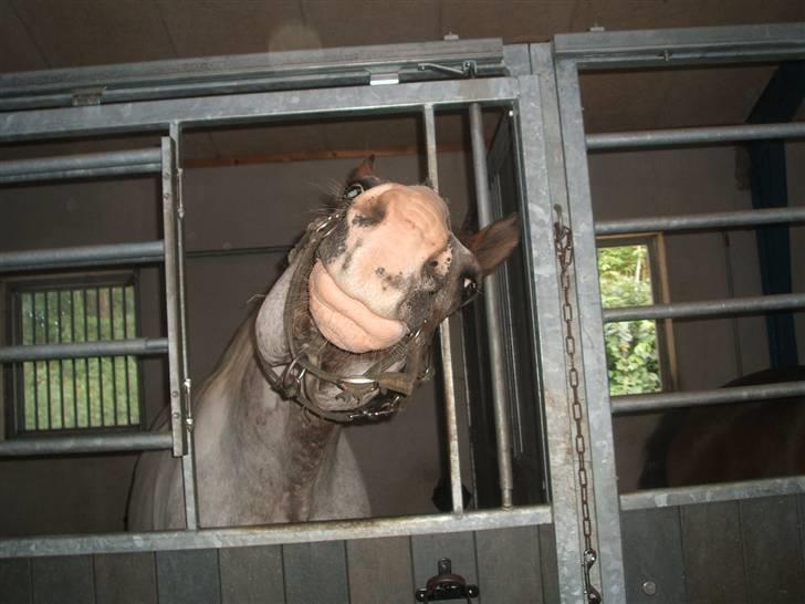 Anden særlig race leifi - vil du ikke snakke!? billede 8