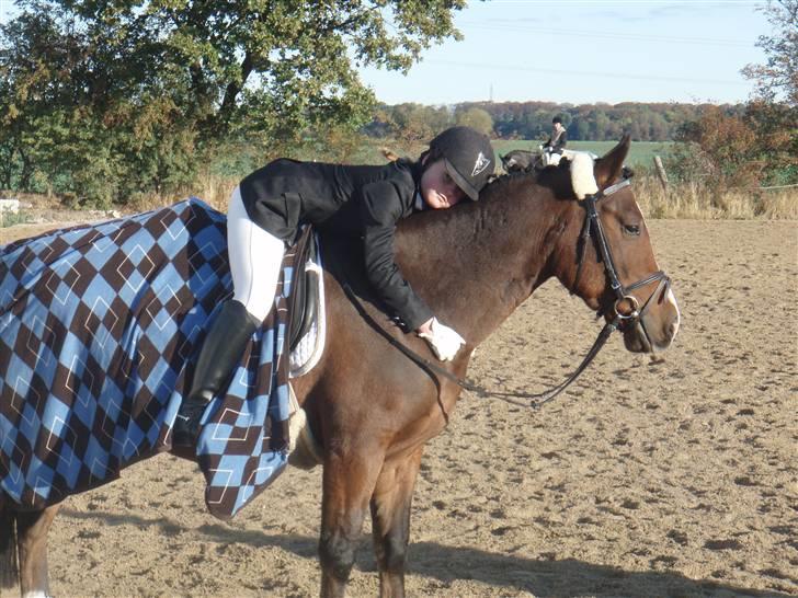 Anden særlig race Baron - The Worlds Best Horse!! billede 3