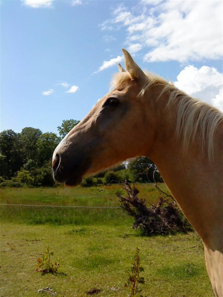 Anden særlig race Mulle billede 10