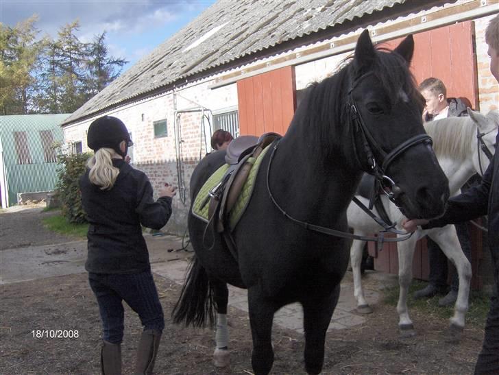 Welsh Cob (sec D) lisanja (gammel-part) - velkommen til lisanja´s profil forograf: nanna E billede 1