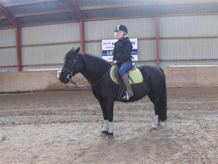 Welsh Cob (sec D) lisanja (gammel-part) - ude og ride billede 3