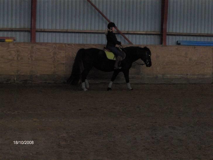 Welsh Cob (sec D) lisanja (gammel-part) billede 4