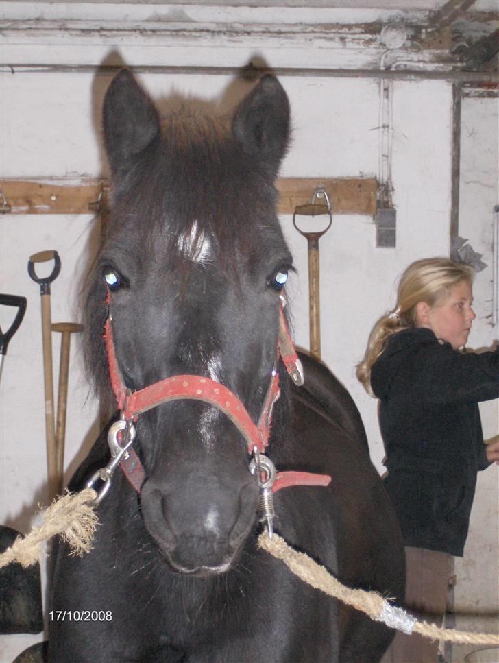 Welsh Cob (sec D) lisanja (gammel-part) billede 7