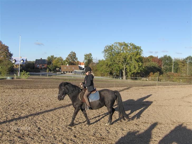 Welsh Cob (sec D) lisanja (gammel-part) billede 8