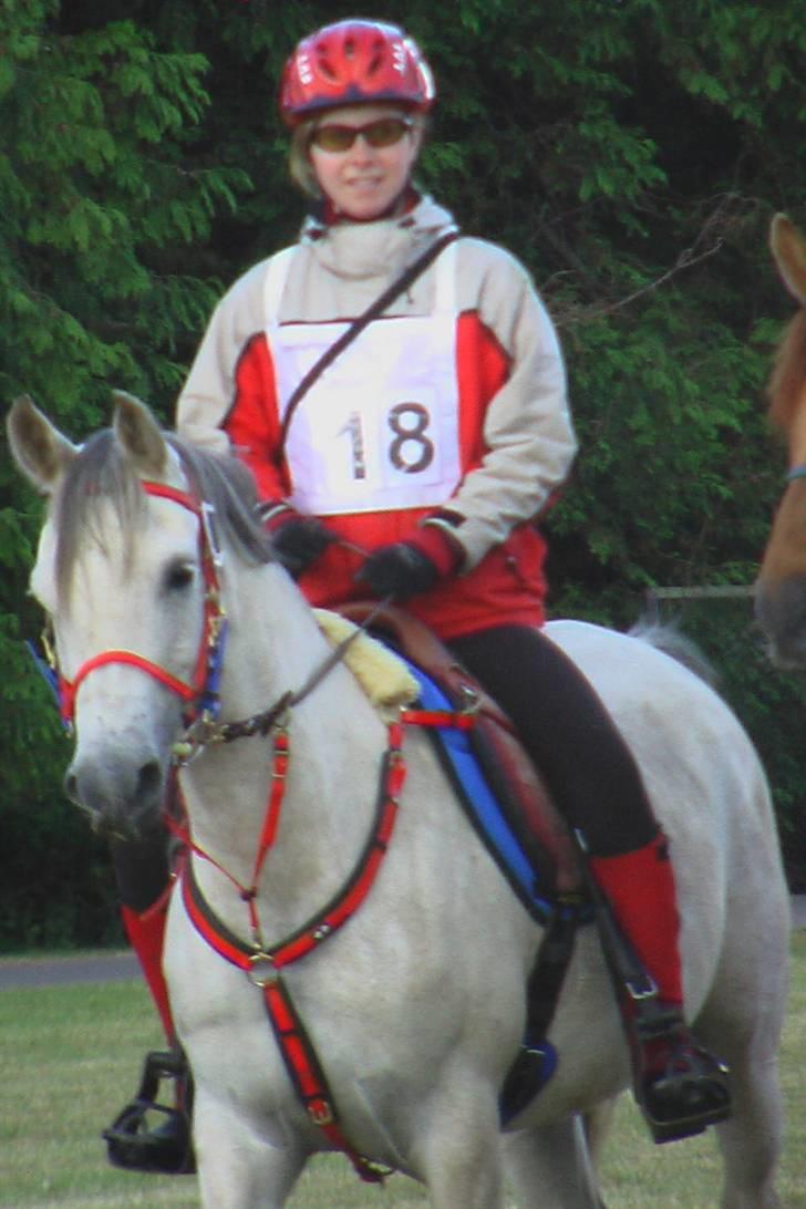 Shagya Araber (SH) Sharifa | Kaffa - Stævne i Hippoaden :p billede 20