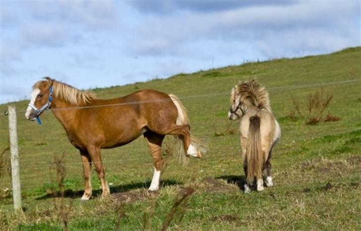 Welsh Mountain (sec A) Mosegaard's Surprice - Ja ja det kan godt være du er fin AMHA hingst, men smut du bare hi hi billede 6