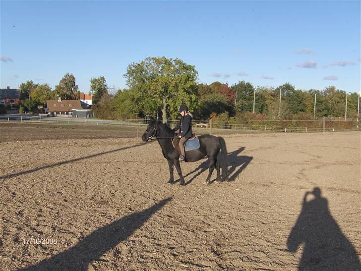 Welsh Cob (sec D) lisanja (gammel-part) billede 9