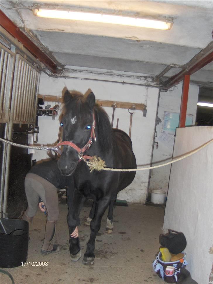 Welsh Cob (sec D) lisanja (gammel-part) billede 10