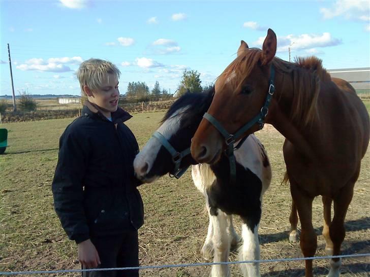 Irish Cob Romanys Cashel - Har du noget til os? 19.10.09 billede 14