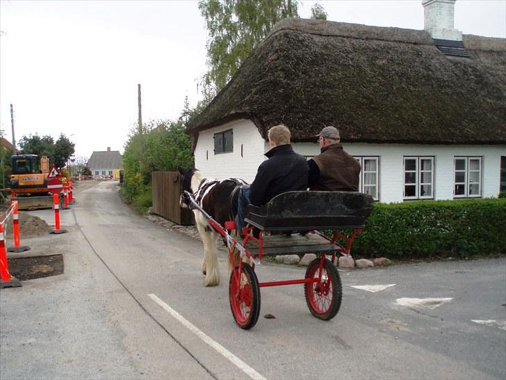 Irish Cob Romanys Cashel - For vogn. Maj 2010 billede 15