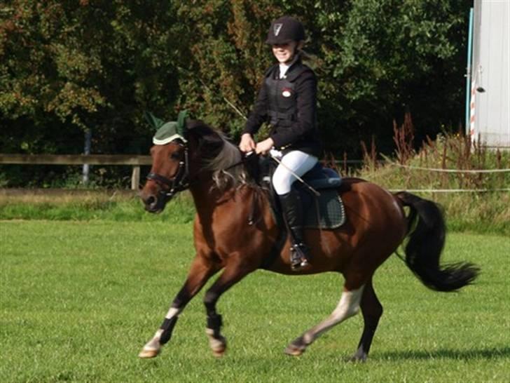 Pinto MiniMax<3 (Solgt) ;'( - MInimax & Jeg til LE på HJRK<3 Det gik godt  billede 13