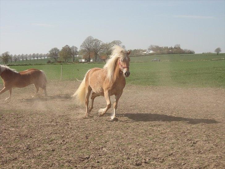 Tyroler Haflinger April (min mor's) billede 1