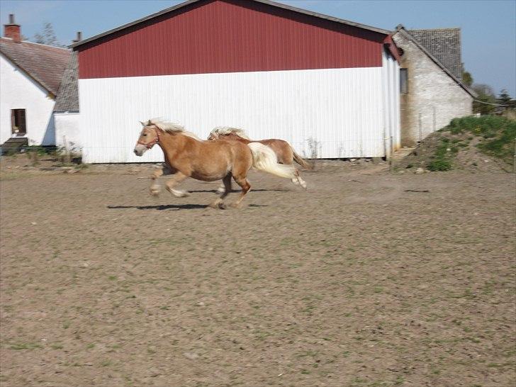 Tyroler Haflinger April (min mor's) billede 2