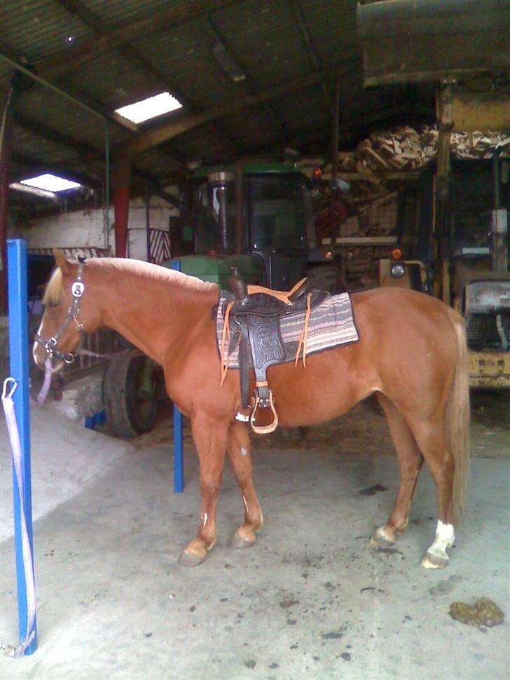 DSP sunshine (part) - med western sadel:) billede 9