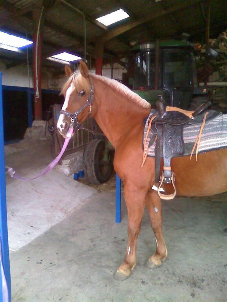 DSP sunshine (part) billede 10