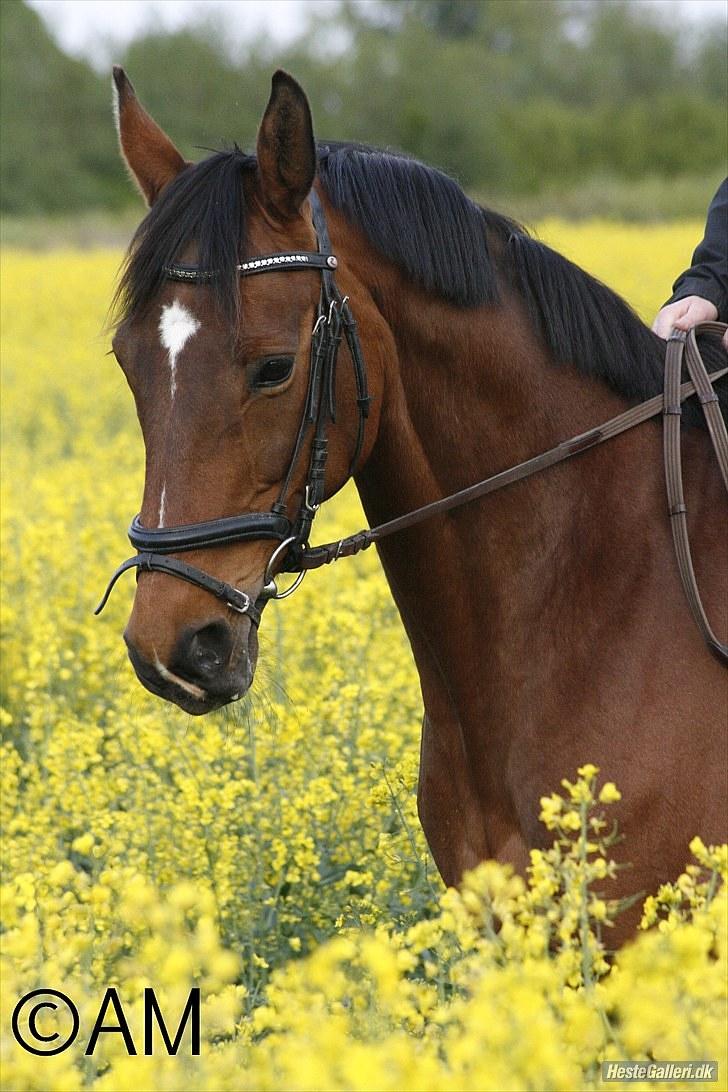 Dansk Varmblod Marimba Remmevad - Foto: ©AM  billede 8