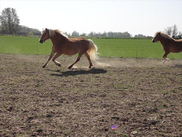 Tyroler Haflinger April (min mor's) billede 6