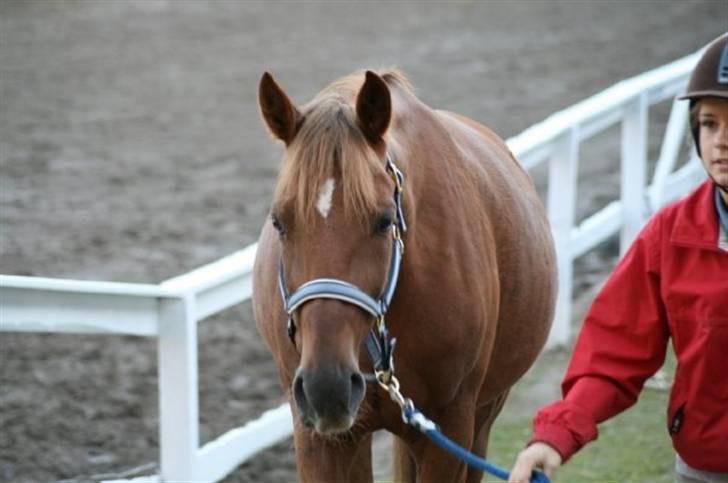 Anden særlig race Pieter (Picasso) solgt)': -  .Den smukkeste hest!!.. Fotograf: Louise Jensen. billede 13