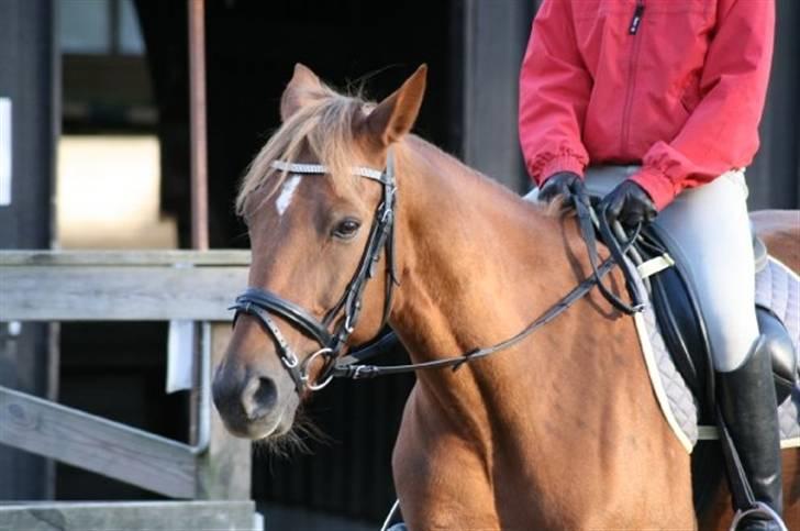 Anden særlig race Pieter (Picasso) solgt)': -  .Mig og picasso rider :D Fotograf: Louise Jensen. billede 14