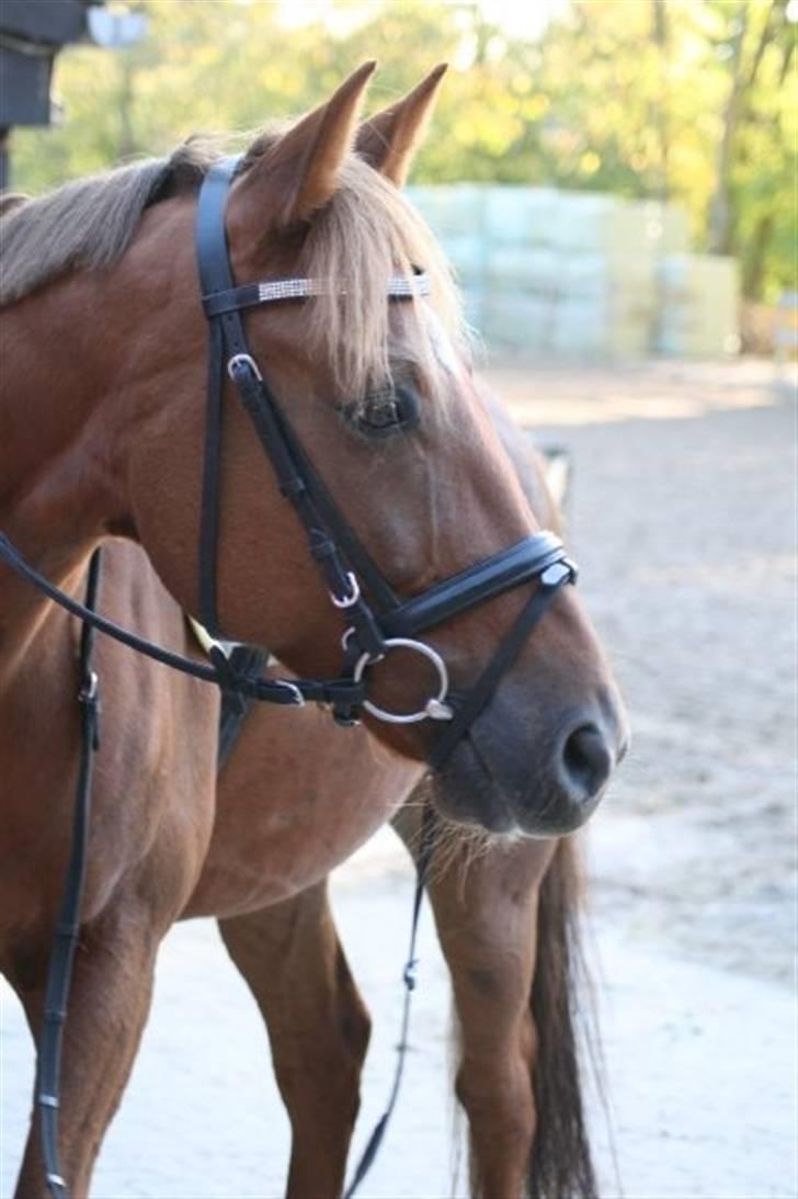 Anden særlig race Pieter (Picasso) solgt)': -  .Smuksak!! . :D Lovee You!. Fotograf: Louise Jensen. billede 15