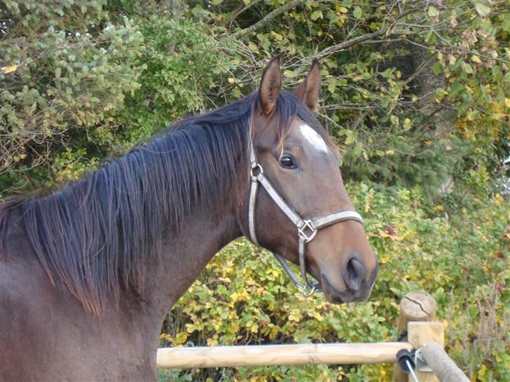 Dansk Varmblod It's A Star >Solgt< billede 1